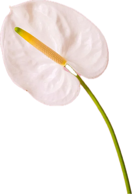White anthurium