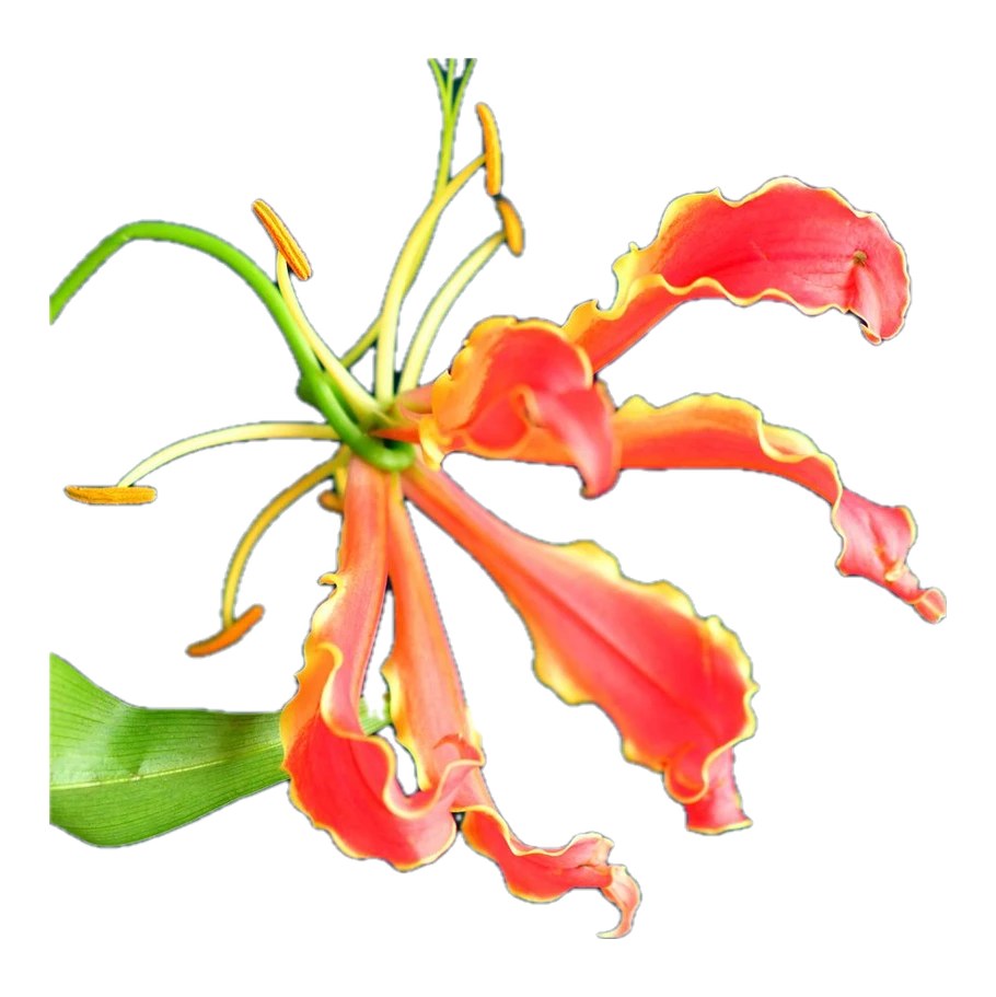 Coral gloriosa flame lily
