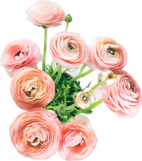 Peach ranunculus