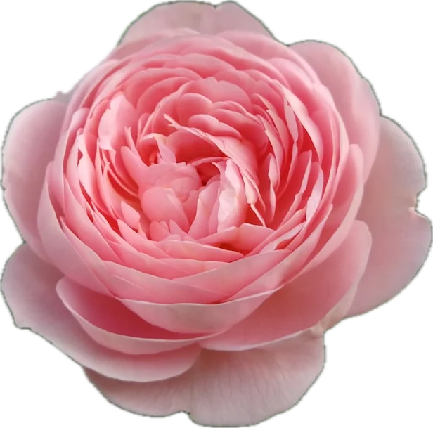Pink garden rose bloom